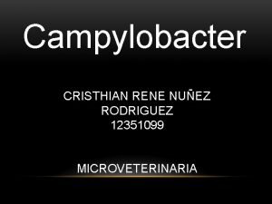 Campylobacter CRISTHIAN RENE NUEZ RODRIGUEZ 12351099 MICROVETERINARIA Perteneciente