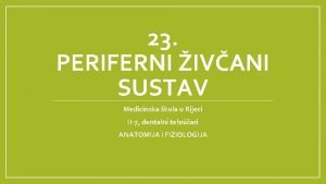 23 PERIFERNI IVANI SUSTAV Medicinska kola u Rijeci