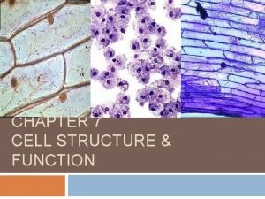 Biology chapter 7 cell structure and function
