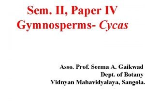 Sem II Paper IV Gymnosperms Cycas Asso Prof