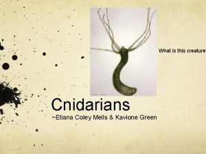 What is this creature Cnidarians Etiana Coley Mells