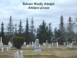 Balsam Woolly Adelgid Adelges piceae Presented by Allison