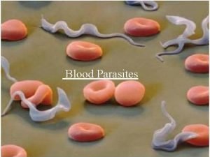 Blood Parasites Different stages of Haemoflagellates African sleeping