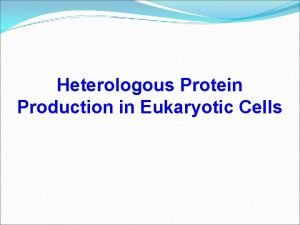 Heterologous Protein Production in Eukaryotic Cells Gene Expression