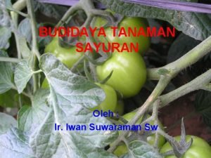 BUDIDAYA TANAMAN SAYURAN Oleh Ir Iwan Suwaraman Sw