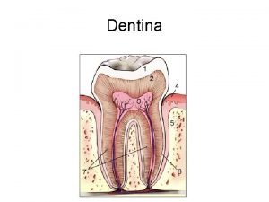 Dentina