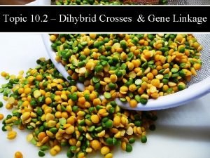 Topic 10 2 Dihybrid Crosses Gene Linkage Dihybrid