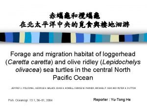Forage and migration habitat of loggerhead Caretta caretta