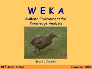 Weka waikato