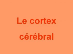 Le cortex crbral Cortex crbral Localisation du cortex