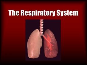 The Respiratory System What is Respiration Respiration is