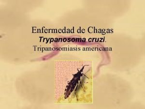Enfermedad de Chagas Trypanosoma cruzi Tripanosomiasis americana Chagas