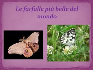 Le farfalle pi belle del mondo Classificazione scientifica