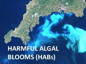 HARMFUL ALGAL BLOOMS HABS What are Harmful Algal