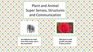 Elephant super senses