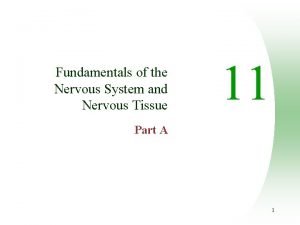 Fundamentals of the Nervous System and Nervous Tissue