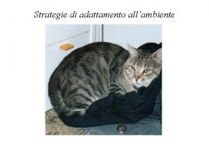 Strategie di adattamento allambiente Lorganizzazione e lambiente Ambiente