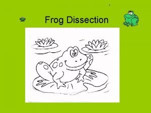 Frog Dissection The mouth nostrils and eyes 1