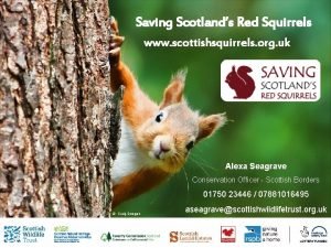 Scottishsquirrels.org.uk