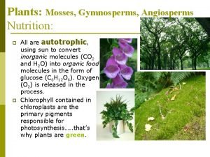 Plants Mosses Gymnosperms Angiosperms Nutrition p p All