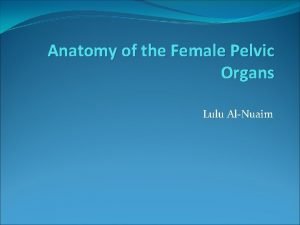 Anatomy of the Female Pelvic Organs Lulu AlNuaim