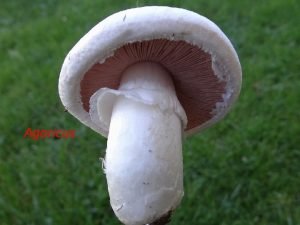 Agaricus reproduction