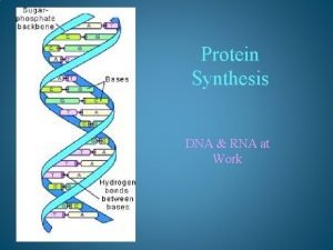 Protein Synthesis DNA RNA at Work DNARNA Comparison