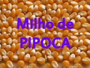 Milho de PIPOCA Milho de pipoca que no