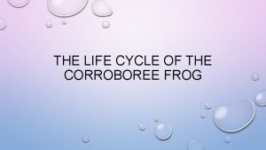 Corroboree frog life cycle