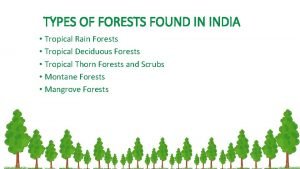 Which type of forests are found in india