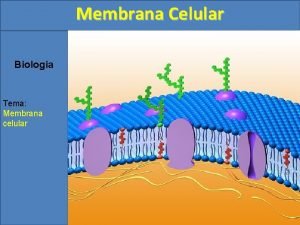 Membrana Celular Biologia Tema Membrana celular Membrana Celular