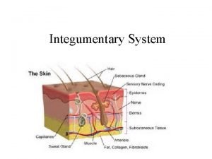 The integumentary system