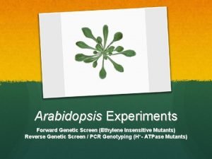 Arabidopsis Experiments Forward Genetic Screen Ethylene Insensitive Mutants