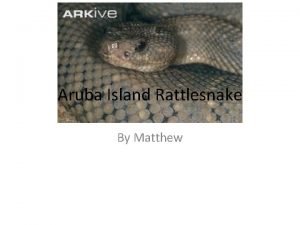 Aruba Island Rattlesnake By Matthew Habitat The rattlesnake