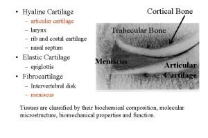 Cortical Bone Hyaline Cartilage articular cartilage larynx rib