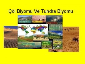 Tundra biyomu canlıları