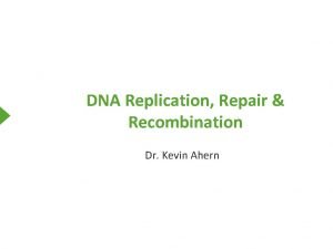 DNA Replication Repair Recombination Dr Kevin Ahern Structure