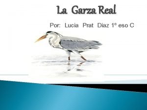 La Garza Real Por Lucia Prat Diaz 1