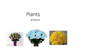 Plants Jymere A 5 reasons plants are important