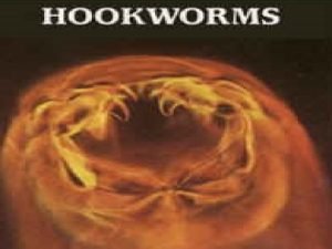 Hookworms