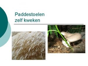 Champignons kweken van steeltjes