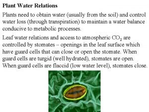 Plant Water Relations Plants need to obtain water