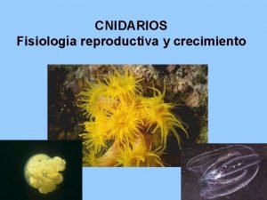 CNIDARIOS Fisiologa reproductiva y crecimiento Medusas Anmonas Corales