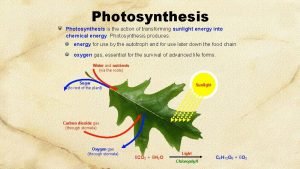Photosynthesis in action