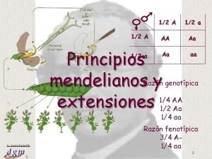 12 A AA Principios mendelianos y extensiones Aa