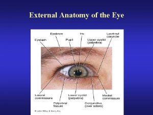 External Anatomy of the Eye Lacrimal Apparatus of