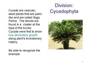 Are cycads vascular or nonvascular