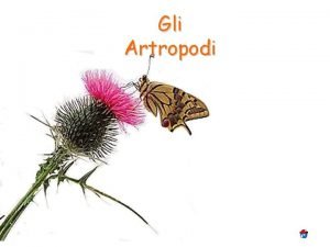 Artropodi invertebrati