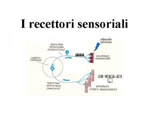 I recettori sensoriali