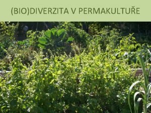 BIODIVERZITA V PERMAKULTUE Osnova prezentace Diverzita obecn Biodiverzita